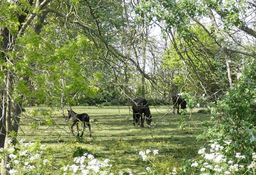 De Fryske Wyn Bed & Breakfast Ferwerd Bagian luar foto